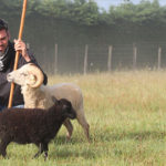 Photo de l'entreprise Les Moutons Urbains, éco-pâturage