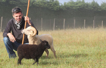 Photo of the company Les Moutons Urbains, eco-grazing