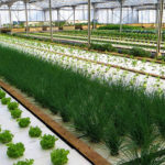 Photo de l'entreprise Nutreets, production végétale et piscicole