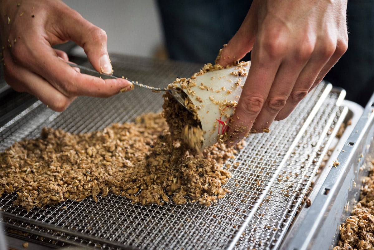 Récolte-de-drêche1