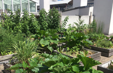 Photo of La Fabrique A Feuilles, urban greening accelerator