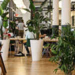 Photo de l'entreprise Pilea, location de plantes de bureau à Paris