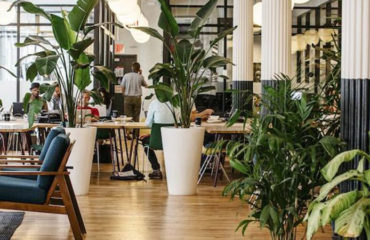 Photo de l'entreprise Pilea, location de plantes de bureau à Paris