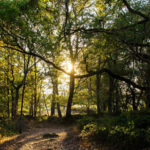 Photo de l'association Reforest'action, plateforme de plantation collective