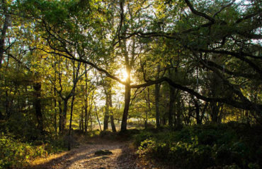 Photo of the Reforest'action association, collective planting platform