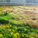 Photo de Primevère Paysagisme, création et entretien de toiture végétale