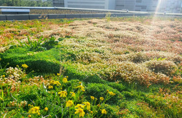 Photo of Primevère Landscaping, creation and maintenance of green roofs