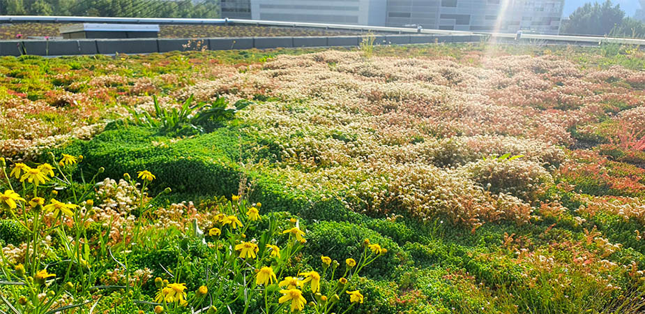 primevere-paysagisme