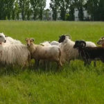 Photo de l'entreprise Mon berger local, outil de partage de l'éco-pâturage