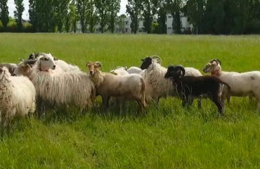 Photo de l'entreprise Mon berger local, outil de partage de l'éco-pâturage