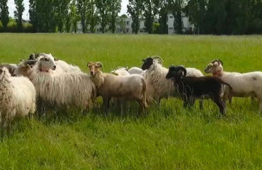 Photo of the company Mon berger local, a tool for sharing eco-grazing