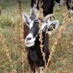 Photo de l'entreprise Vitagreen, éco-pâturage pour entreprises et collectivités