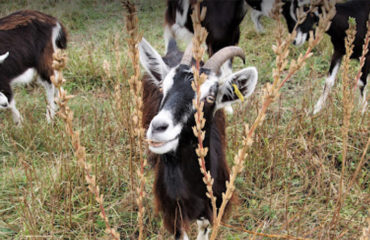 Photo of the company Vitagreen, eco-grazing for companies and communities