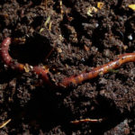 Photo de l'entreprise La Ferme Lombricole des Savoie, spécialiste du lombricompostage