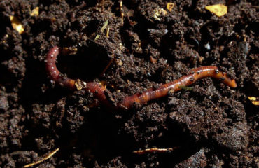 Photo of the company La Ferme Vermbricole des Savoie, specialist in vermicomposting