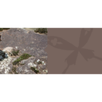 ecotope-bureau-etude environnement