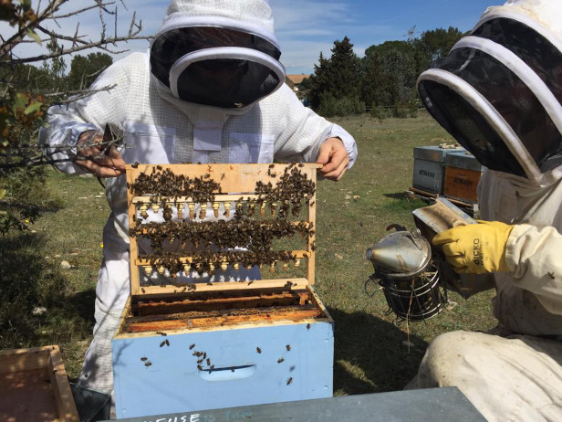 abeilles-et-environnement