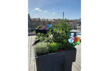 Photo of a Biopratic vegetable garden