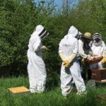 Photo de l'entreprise Cheptel, ruches en entreprise