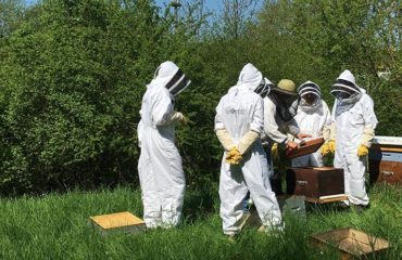 Business photo Livestock, hives in business