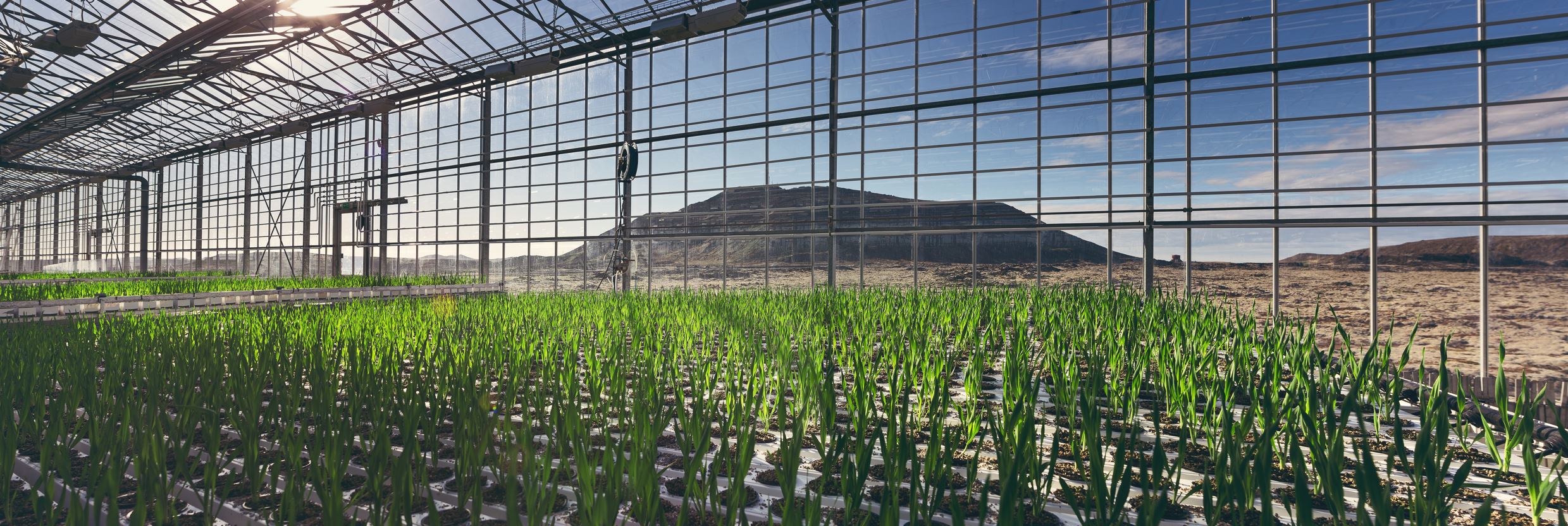 Inside_Greenhouse_12