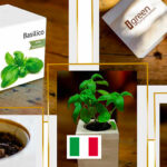 Photo de l'entreprise Igreen, fleurs et plantes dans des cubes en bois