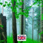 Photo de l'entreprise Mossy Earth, adhésion au reboisement