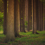 Photo de l'entreprise Coforet représentant une forêt