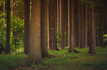 Photo of the Coforet company representing a forest