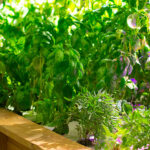 Photo de l'entreprise Végéto qui propose de l'aquaponie