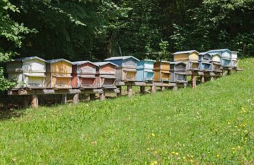 Photo de l'entreprise Un Rêve d'Abeilles représentant des ruches
