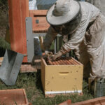 Photo de l'entreprise Un Rêve d'Abeilles représentant un apiculteur et une ruche