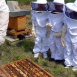 Photo de l'entreprise Un Rêve d'Abeilles, association de protection des pollinisateurs