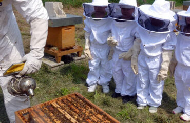 Photo de l'entreprise Un Rêve d'Abeilles, association de protection des pollinisateurs